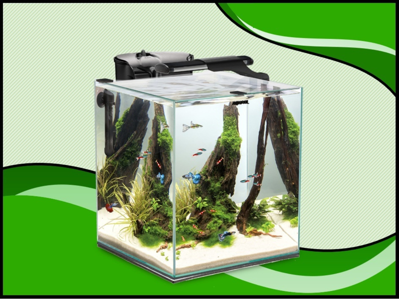 middag Ga trouwen Parasiet Aquarium kopen ? Aquael Glossy cube 50 zwart aquarium