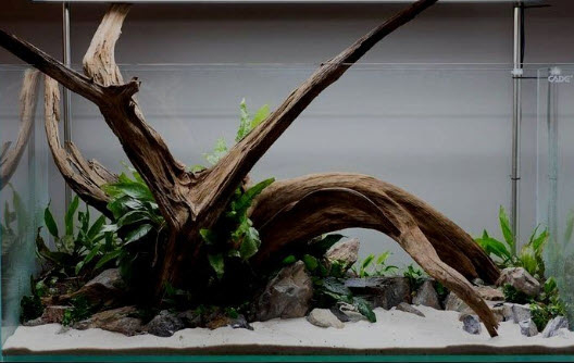 Blind vertrouwen Herhaal Gezichtsveld Fine sinking wood 27-35cm - Aquarium decoratie mangrove hout | Fine sinking  wood | Aquael Shop