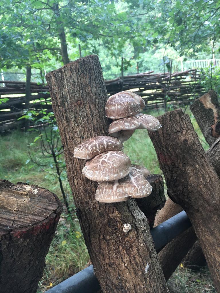Shiitake gedroogd