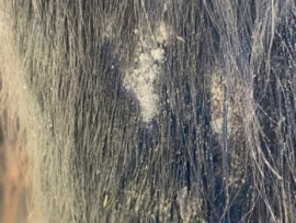 ANIMADERM | Shampooing Tea Tree