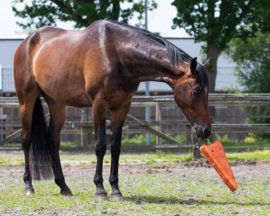 Jouets pour  chevaux XL