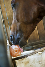 Pierre à sel de l'Himalaya HIPPOTONIC