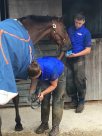 Horselyx mini original