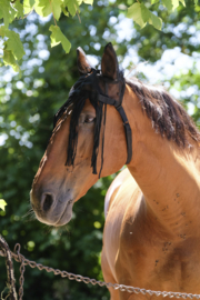 EQUITHÈME antivliegen oornetje Bruin