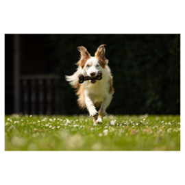 Jouet pour chien BR Bone