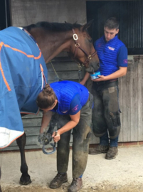 Horslyx mini Pro Digest