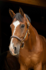 Eric Thomas Pro | Licol cuir grooming Havane