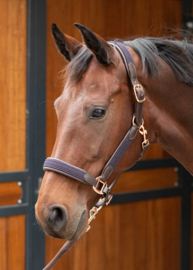 Licol cuir HARRY'S HORSE Braided Brun