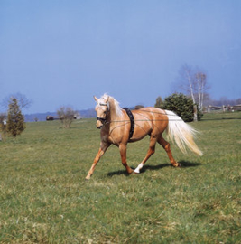 Longues rênes NORTON sangle + corde