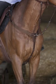 Colier de chasse NORTON Pro élastique