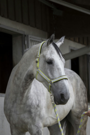 EQUITHÈME Satiné halster met touw grijs/geel