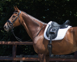 Sangle de dressage QHP Anatomical