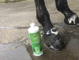 ANIMADERM | Shampooing Tea Tree
