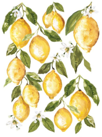 IOD Transfer Lemon Drops P2