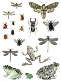 IOD Transfer Entomology Etcetera