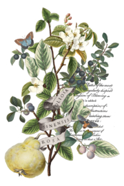 IOD Transfer Clementine