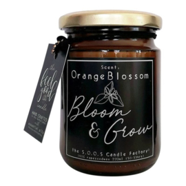 Orange Blossom