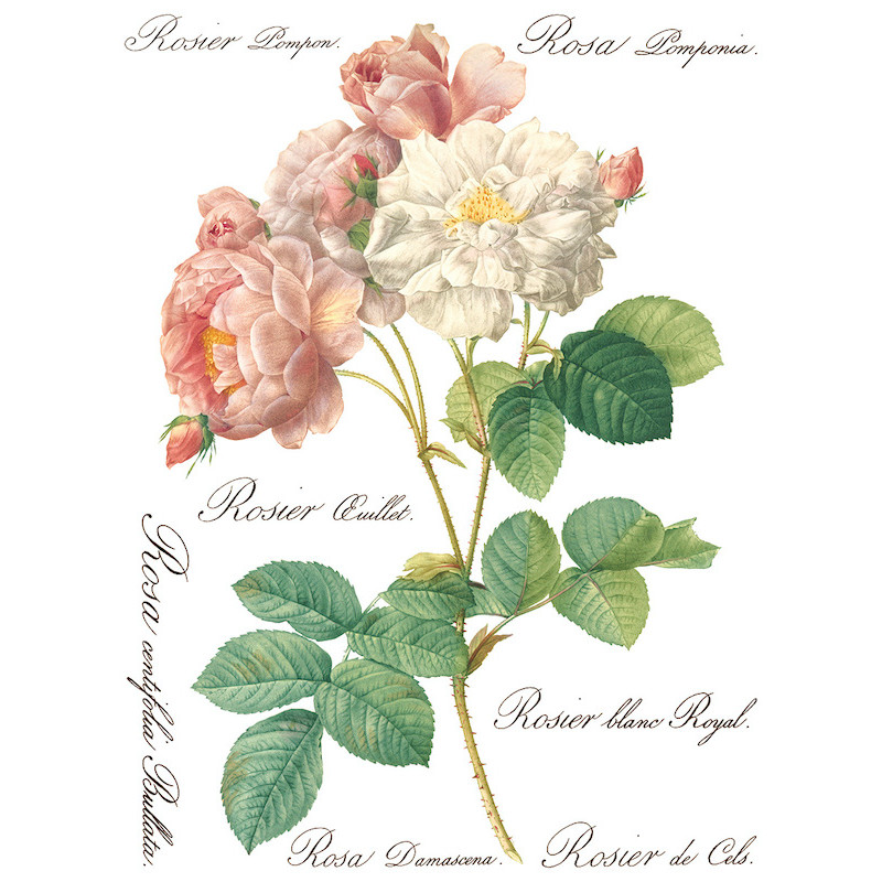 IOD Transfer Rose Botanical pagina 5
