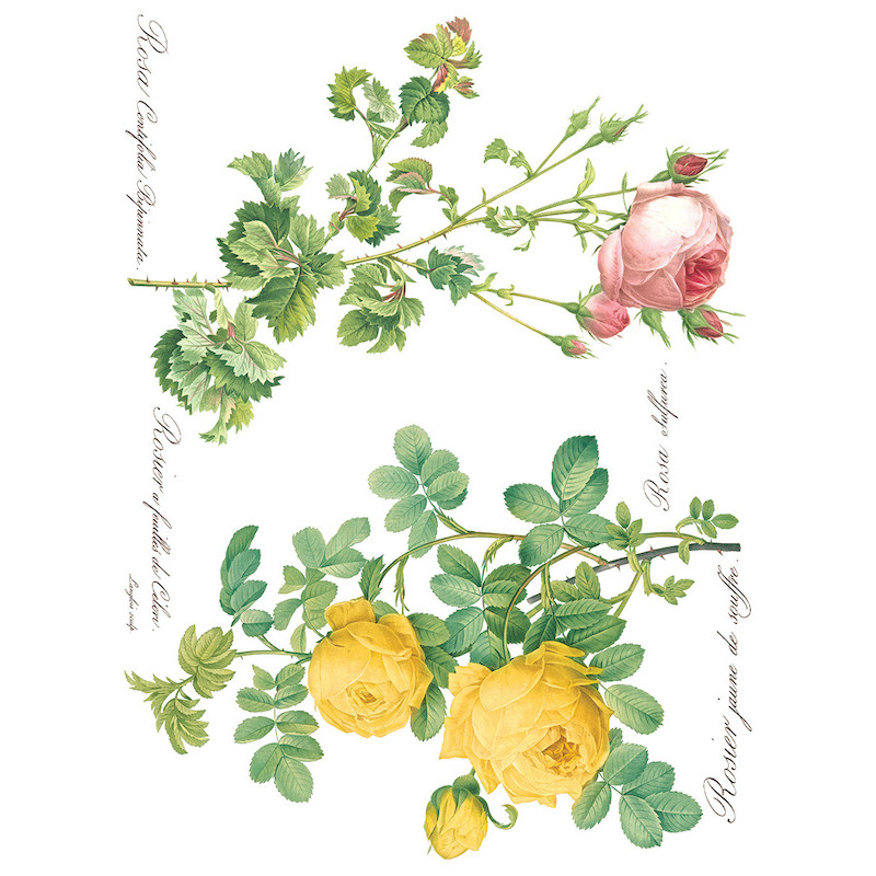 IOD Transfer Rose Botanical pagina 2