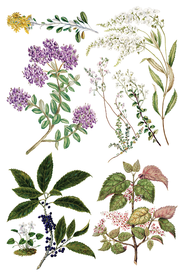 IOD Transfer Sarah Featon's botanicals