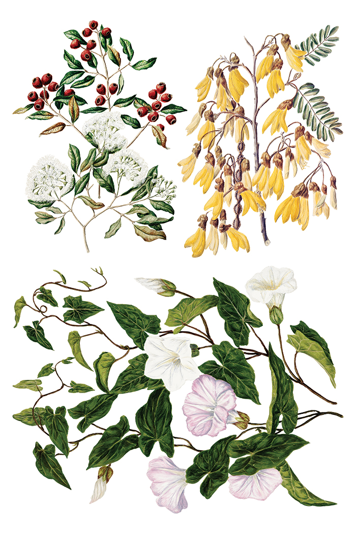 IOD Transfer Sarah Featon's botanicals