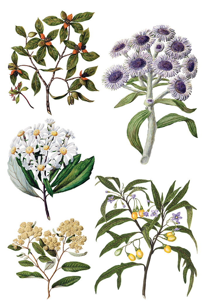 IOD Transfer Sarah Featon's botanicals