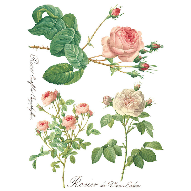 IOD Transfer Rose Botanical pagina 3
