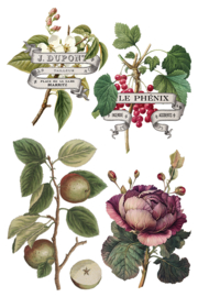 IOD Transfer Clementine