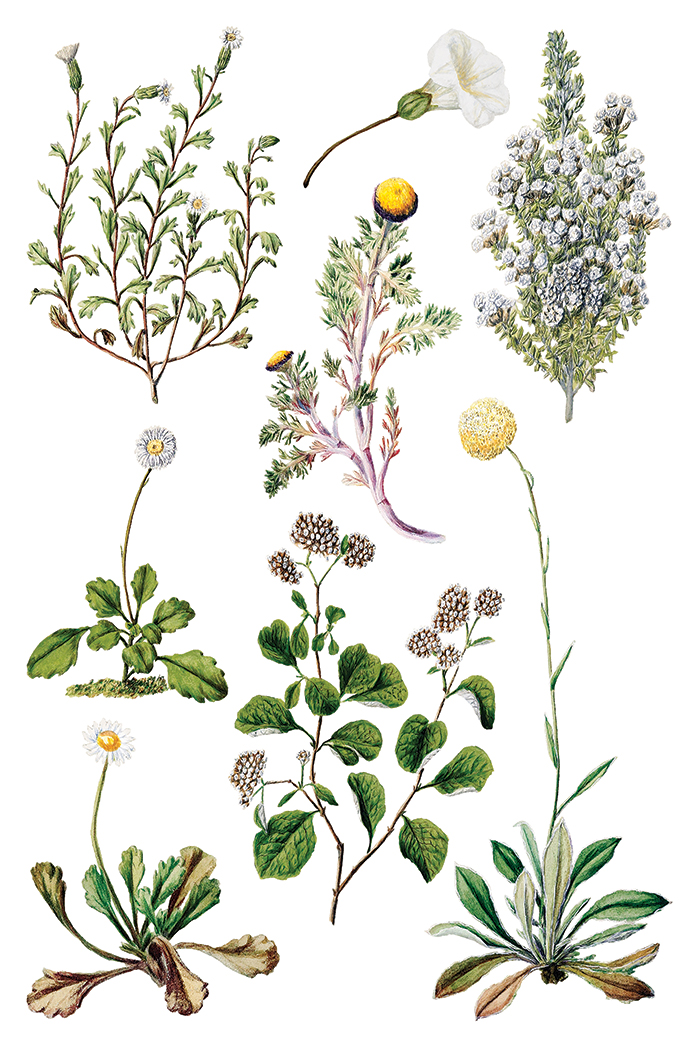 IOD Transfer Sarah Featon's botanicals
