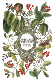 IOD Transfer Clementine