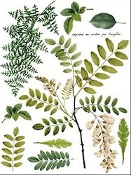 Fronds Botanical P4