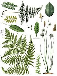 IOD Transfer Fronds Botanical