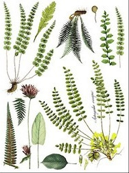 Fronds Botanical P2