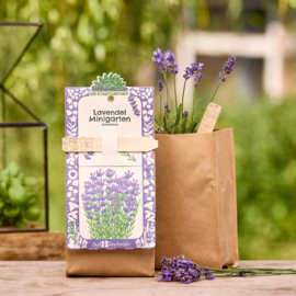 Mini tuin - Lavendel (biologisch)
