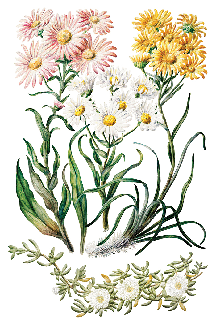 IOD Transfer Sarah Featon's botanicals