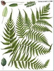 IOD Transfer Fronds Botanical