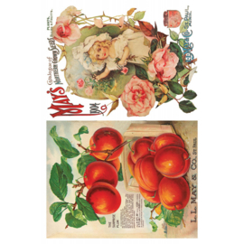 IOD Transfer Seed Catalogue