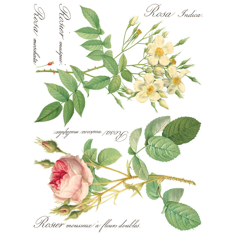 IOD Transfer Rose Botanical pagina 6