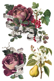 IOD Transfer Clementine