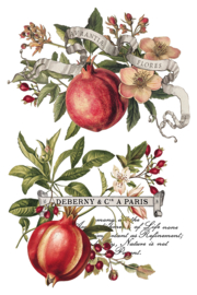 IOD Transfer Clementine