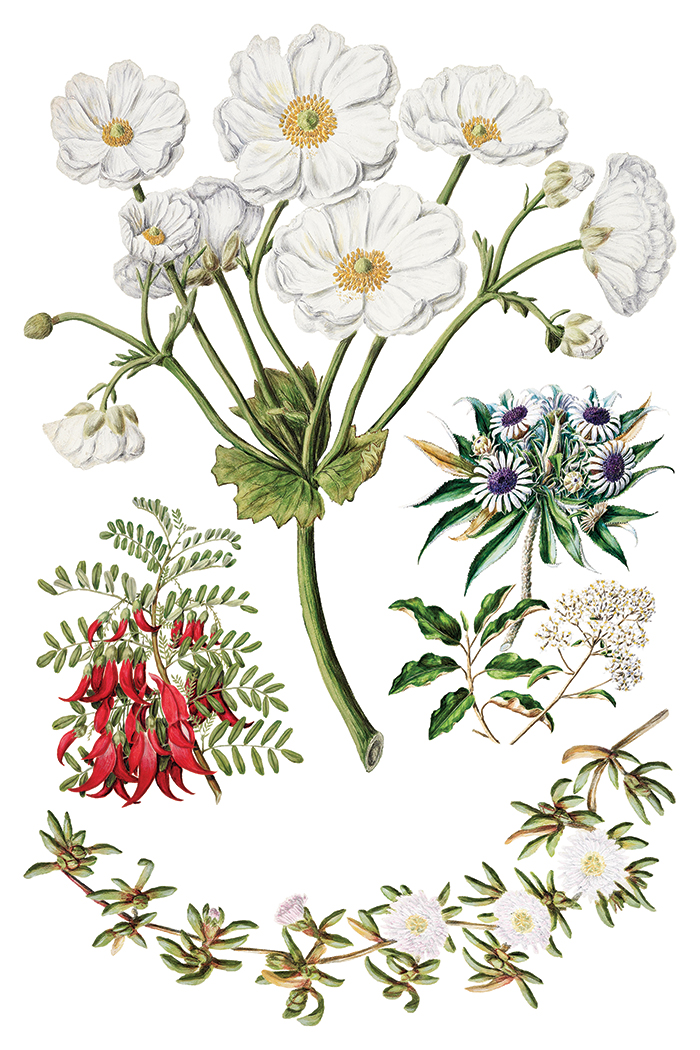 IOD Transfer Sarah Featon's botanicals