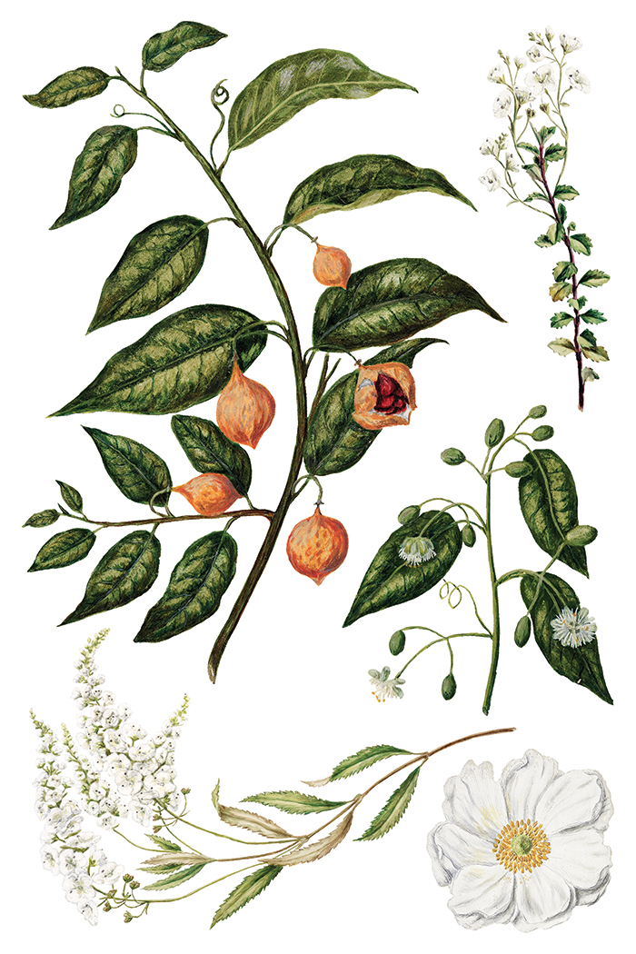 IOD Transfer Sarah Featon's Botanicals pagina 8
