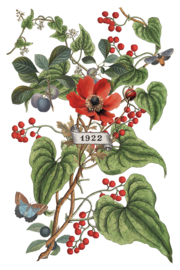 IOD Transfer Clementine