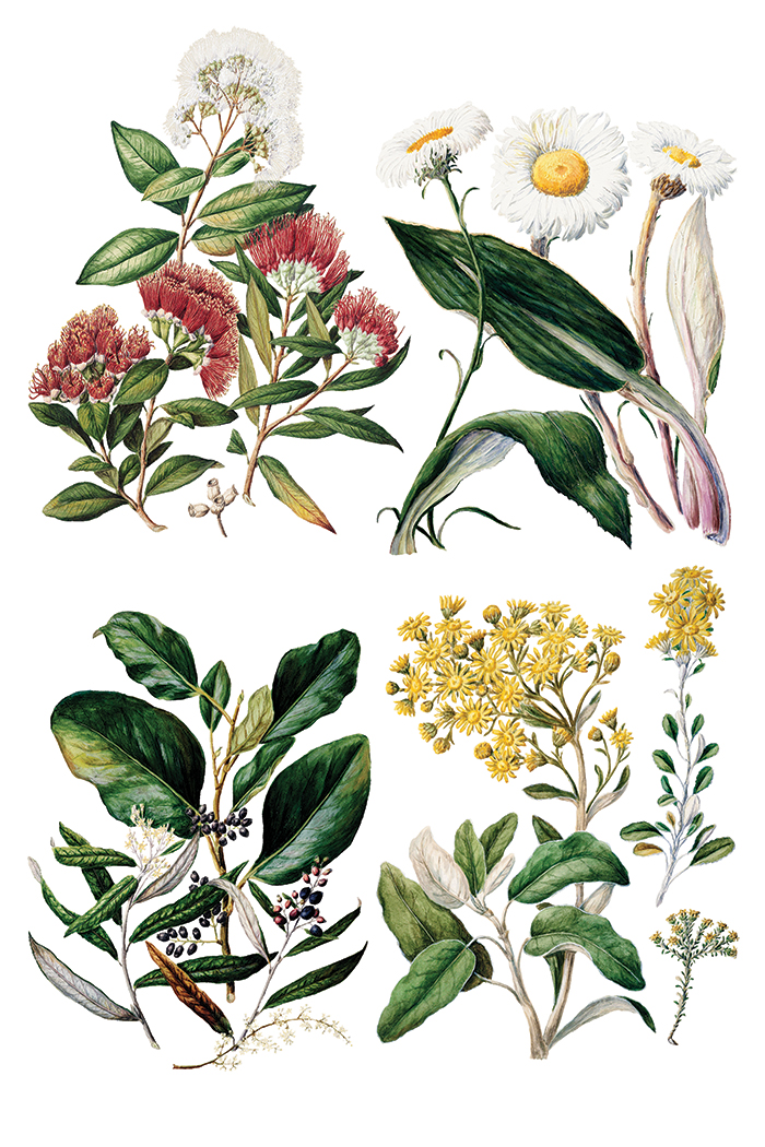 IOD Transfer Sarah Featon's botanicals
