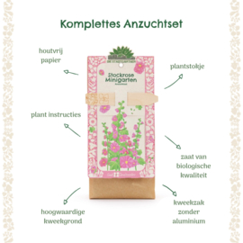 Mini tuin - Stokroos (biologisch)