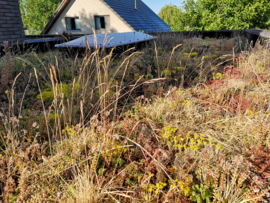 Zaadmengsel grassen voor 50m² (16,5g)