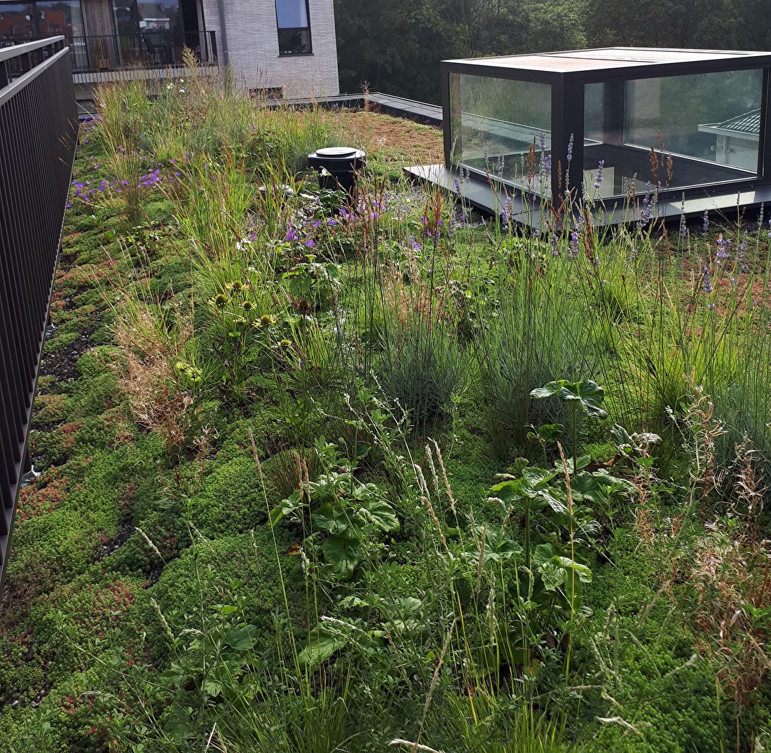 biodiversiteitsdak bouwpakket