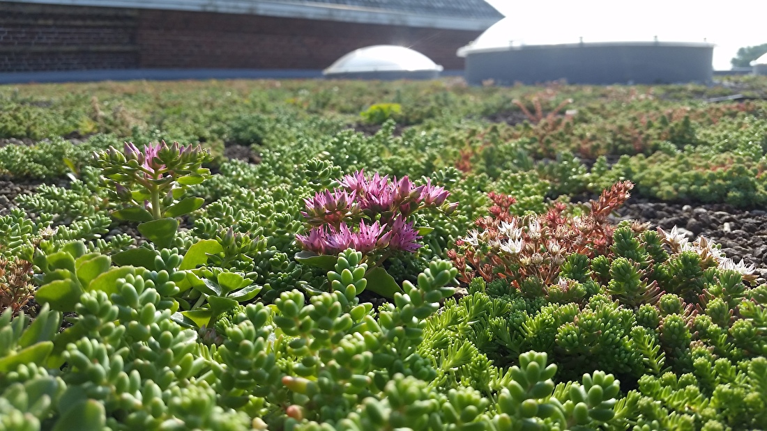 sedum roze bloem