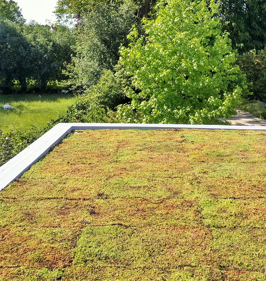 sedumdak plat met matten bouwpakket