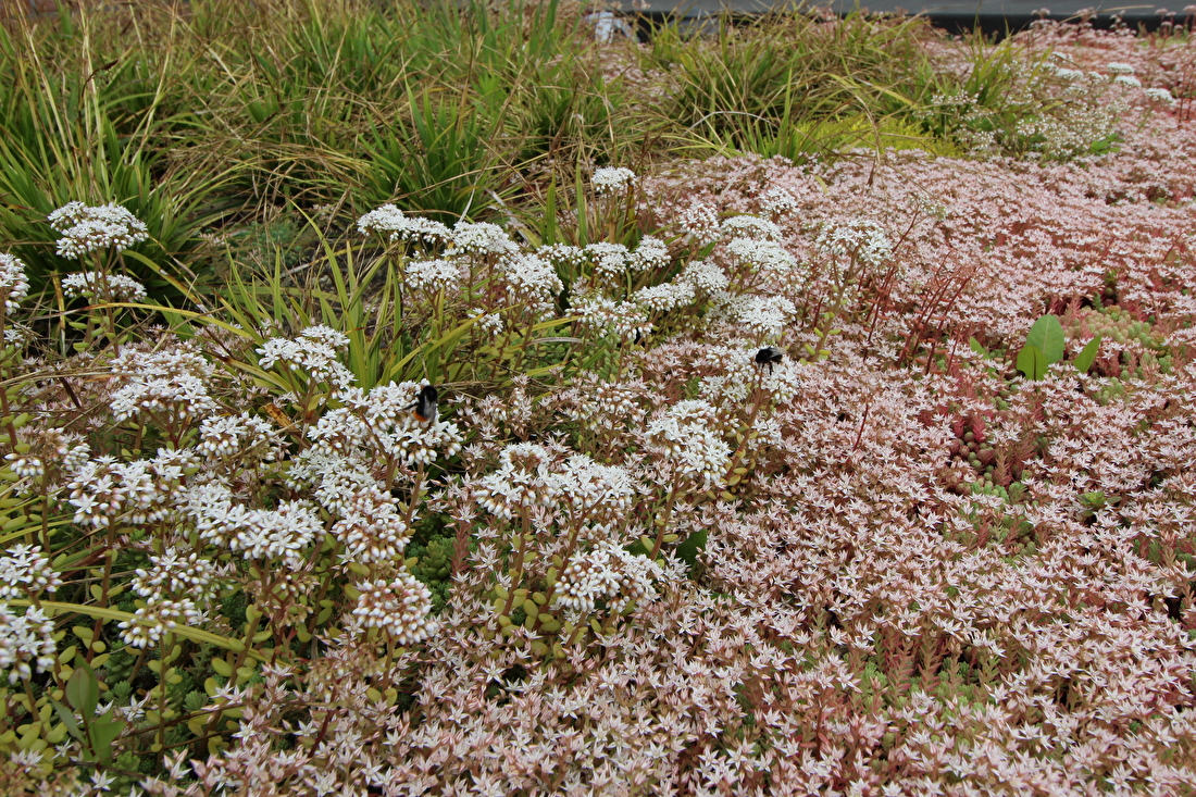 sedums grassen kruiden